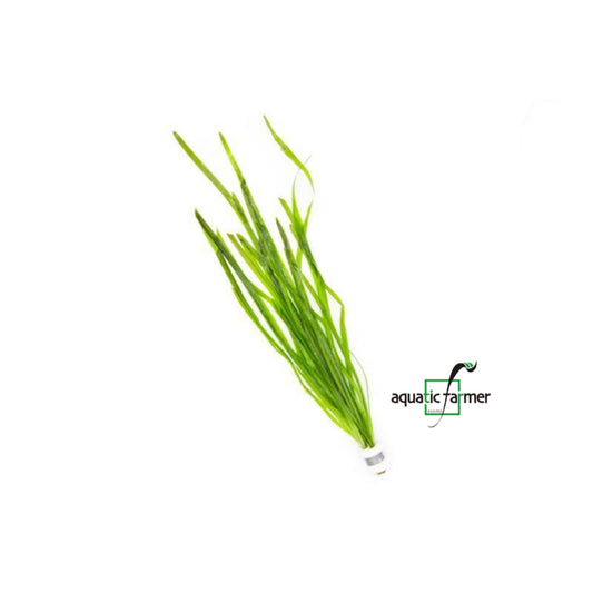 [SG READY STOCKS Live Aquatic Plant] Vallisneria spiralis in lead bunch by Aquatic Farmer