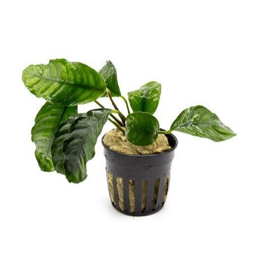 [SG READY STOCKS Live Aquatic Plant] Anubias coffeefolia by Aquatic Farmer