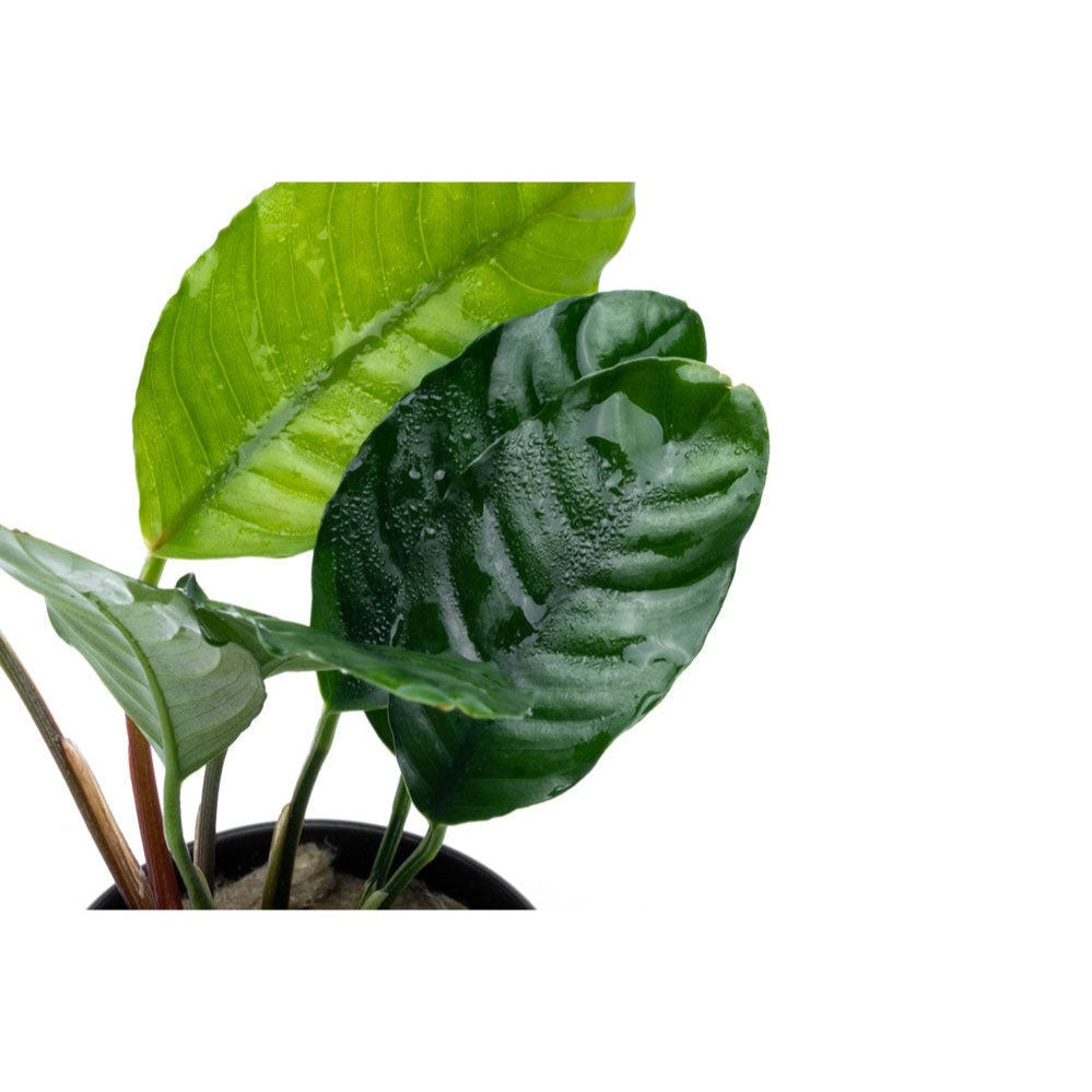 [SG READY STOCKS Live Aquatic Plant] Anubias coffeefolia by Aquatic Farmer