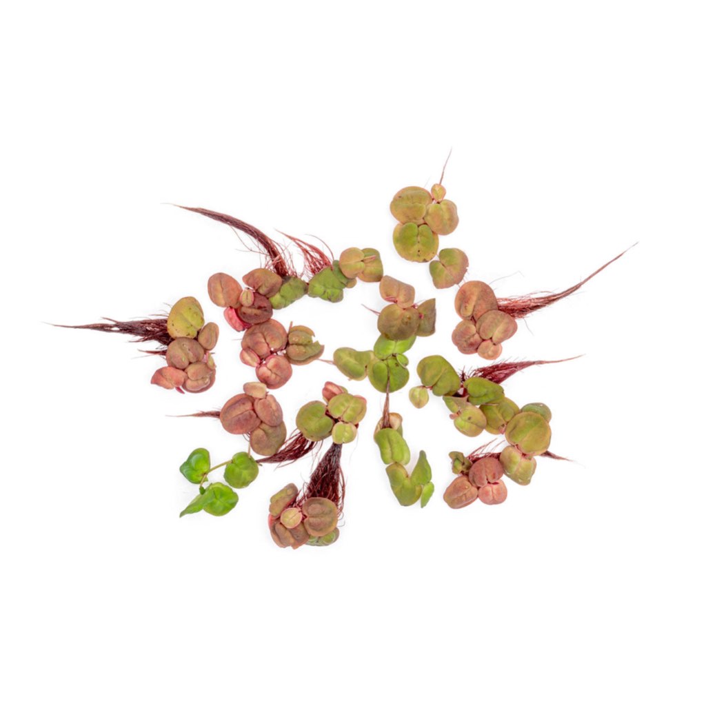 [SG READY STOCKS Live Aquatic Floating Plant] Phyllanthus fluitans (Red root floaters) by Aquatic Farmer