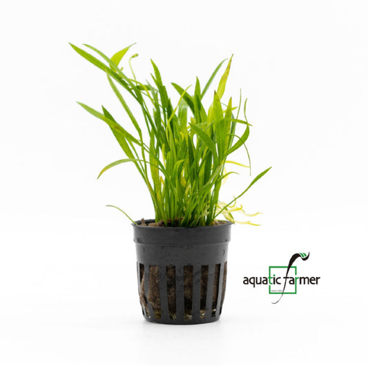 [SG READY STOCKS Live Aquatic Plant] Echinodorus tenellus Potted by Aquatic Farmer