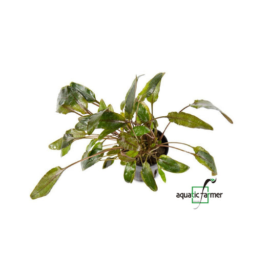 [SG READY STOCKS Live Aquatic Plant] Cryptocoryne wendtii Brown Potted by Aquatic Farmer