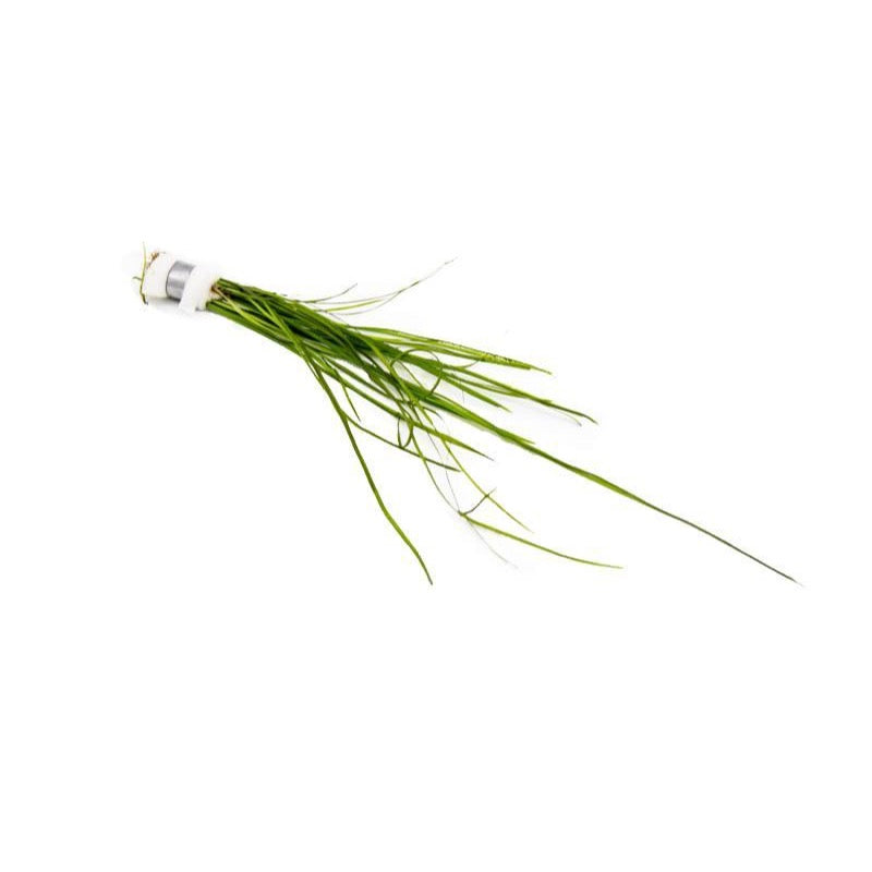 [SG READY STOCKS Live Aquatic Plant] Vallisneria nana in Lead Bunch by Aquatic Farmer