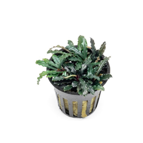 [SG READY STOCKS Live Aquatic Plant] Bucephalandra (Assorted species) Potted by Aquatic Farmer