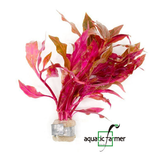 [SG READY STOCKS Live Aquatic Plant] Alternanthera reineckii 'Rosaefolia'in Lead bunch by Aquatic Farmer