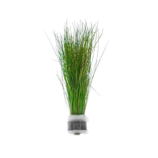 [SG READY STOCKS Live Aquatic Plant] Hairgrass in Lead Bunch by Aquatic Farmer