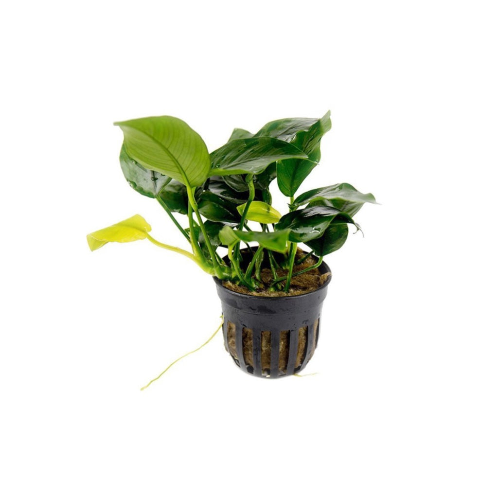 [SG READY STOCKS Live Aquatic Plant] Anubias Nana by Aquatic Farmer