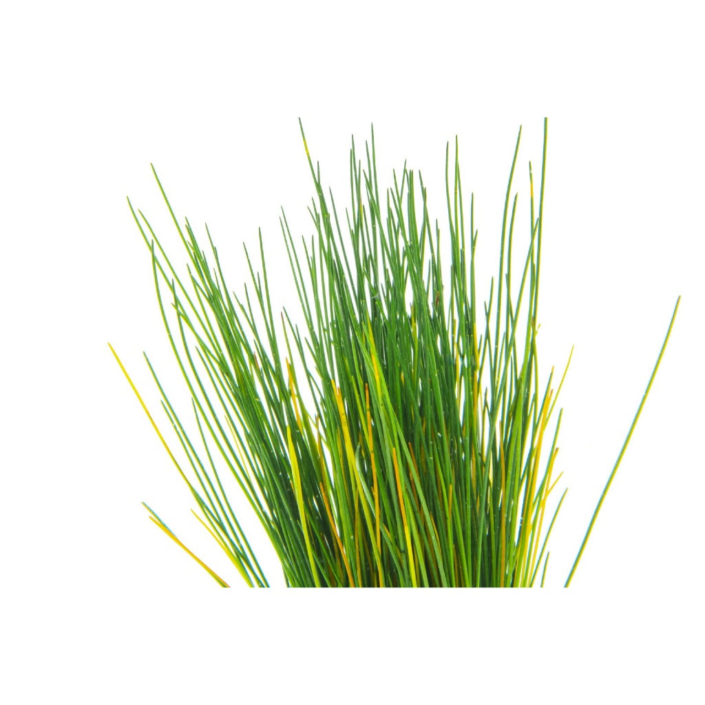 [SG READY STOCKS Live Aquatic Plant] Hairgrass in Lead Bunch by Aquatic Farmer