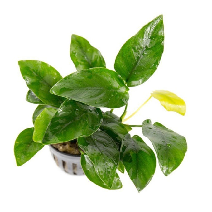 [SG READY STOCKS Live Aquatic Plant] Anubias Nana by Aquatic Farmer
