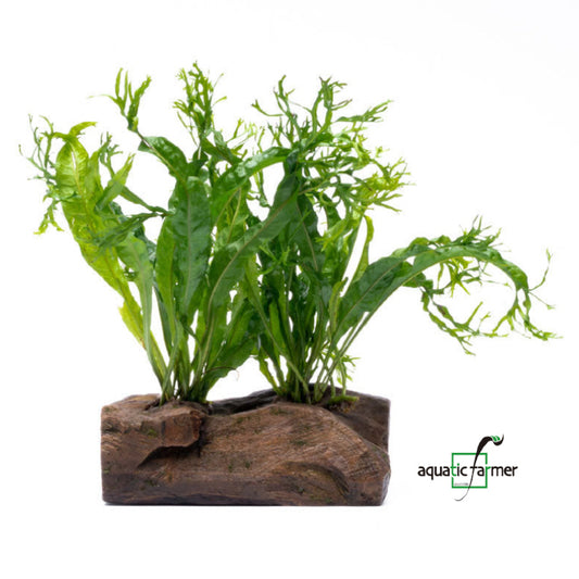 [SG READY STOCKS Live Aquatic Plant] Java Fern “Windelov” on driftwood by Aquatic Farmer