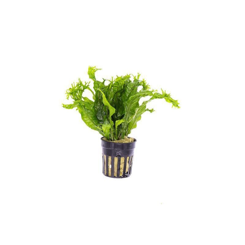 [SG READY STOCKS Live Aquatic Plant] Java Fern “Windelov” on driftwood by Aquatic Farmer