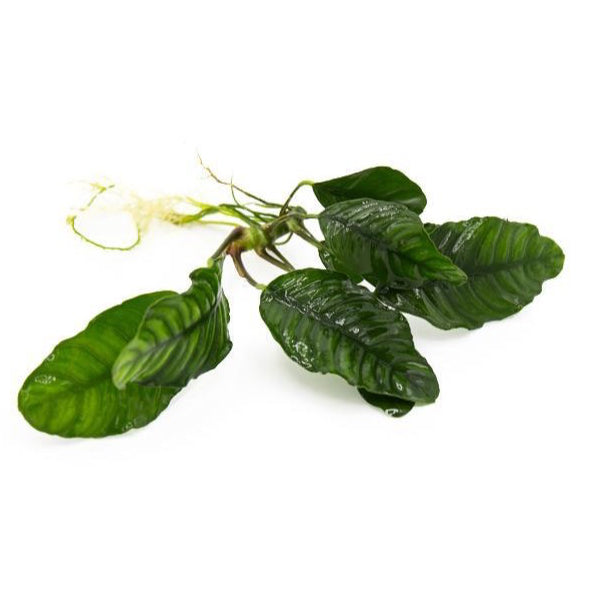[SG READY STOCKS Live Aquatic Plant] Anubias coffeefolia by Aquatic Farmer