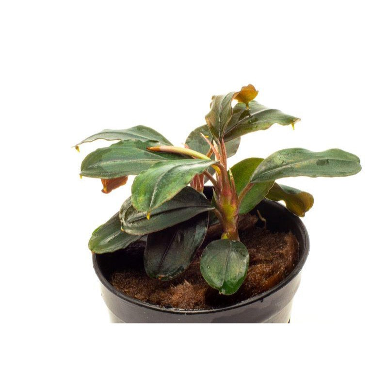 [SG READY STOCKS Live Aquatic Plant] Bucephalandra (Assorted species) Potted by Aquatic Farmer