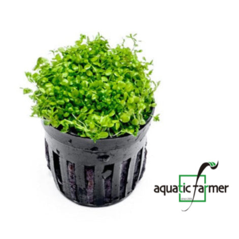 [SG READY STOCKS Live Aquatic Plant] Micranthemum sp Monte Carlo potted by Aquatic Farmer