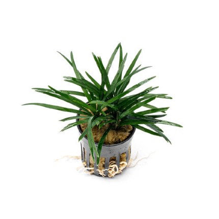 [SG READY STOCKS Live Terrarium Plant] Ophiopogon potted by Aquatic Farmer