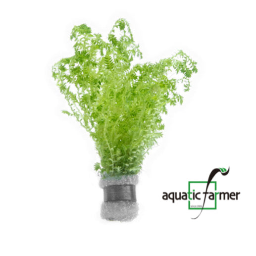 [SG READY STOCKS Live Terrarium Plant] Selaginella Uncinata in lead bunch by Aquatic Farmer