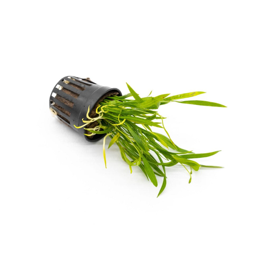 [SG READY STOCKS Live Aquatic Plant] Echinodorus tenellus Potted by Aquatic Farmer