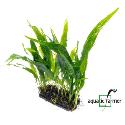 [SG READY STOCKS Live Aquatic Plant] Java fern “Narrow Leaf” by Aquatic Farmer