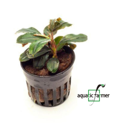 [SG READY STOCKS Live Aquatic Plant] Bucephalandra (Assorted species) Potted by Aquatic Farmer