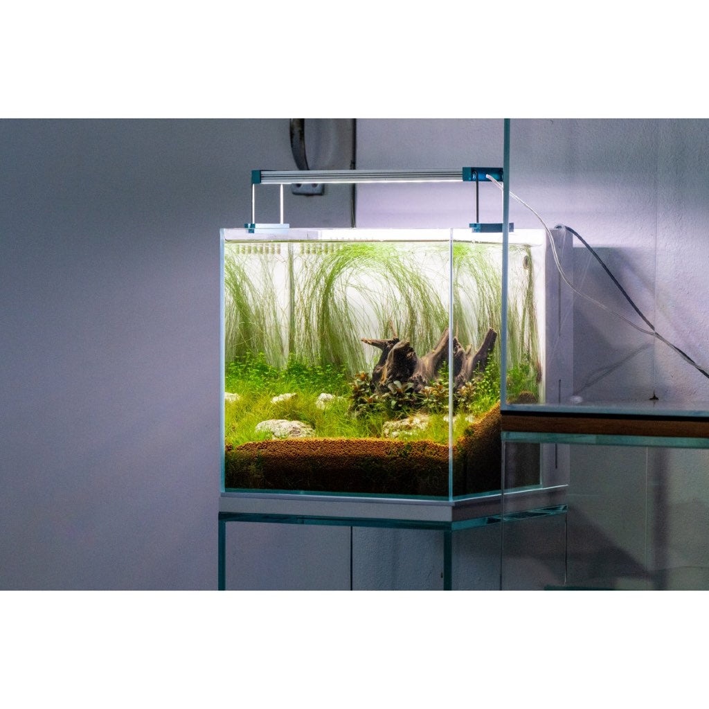 [SG READY STOCKS Live Aquatic Plant] Hairgrass in Lead Bunch by Aquatic Farmer