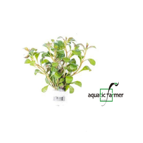 [SG READY STOCKS Live Aquatic Plant] Ludwigia Dark Orange in Lead Bunch by Aquatic Farmer