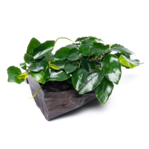 [SG READY STOCKS Live Aquatic Plant] Anubias Nana by Aquatic Farmer