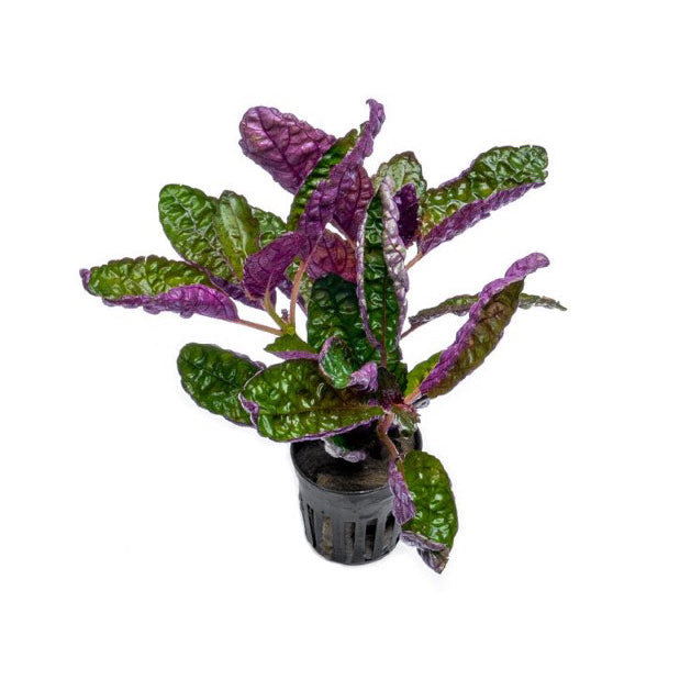 [SG READY STOCKS Live Terrarium Plant] Hemigraphis colorata in lead bunch by Aquatic Farmer