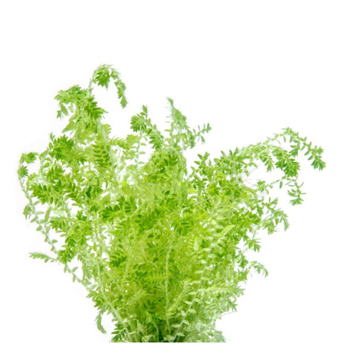 [SG READY STOCKS Live Terrarium Plant] Selaginella Uncinata in lead bunch by Aquatic Farmer