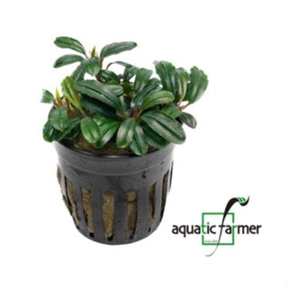 [SG READY STOCKS Live Aquatic Plant] Bucephalandra (Assorted species) Potted by Aquatic Farmer