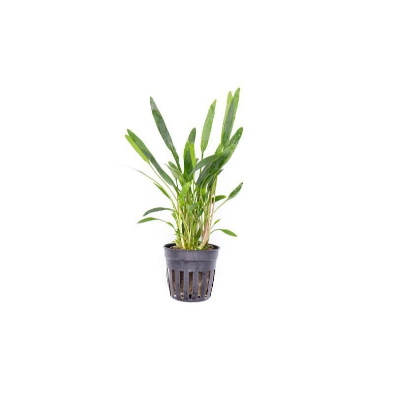 [SG READY STOCKS Live Aquatic Plant] Cryptocoryne lucens Potted by Aquatic Farmer