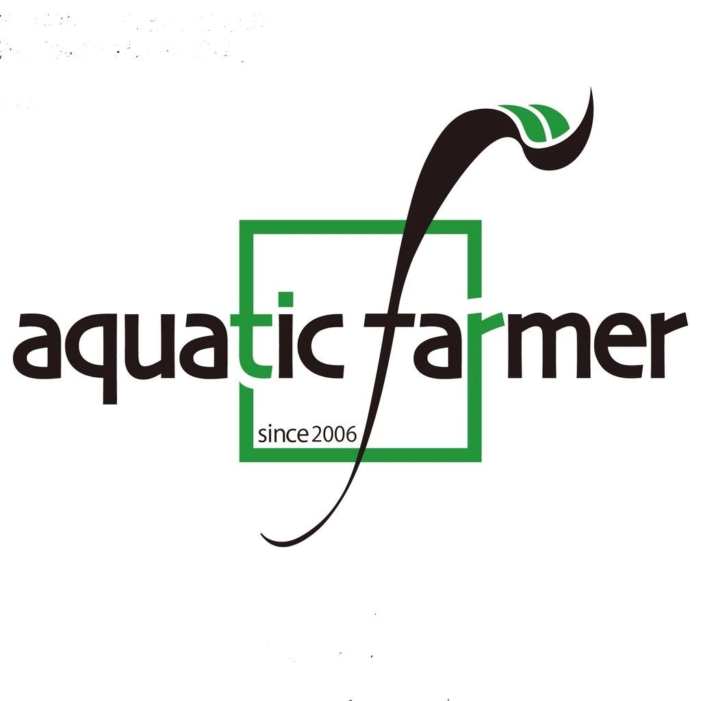 [SG READY STOCKS Live Aquatic Plants] Hydrocotyle tripartita 'Japan' Potted by Aquatic Farmer