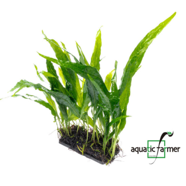 [SG READY STOCKS Live Aquatic Plant] Java fern “Narrow Leaf” by Aquatic Farmer