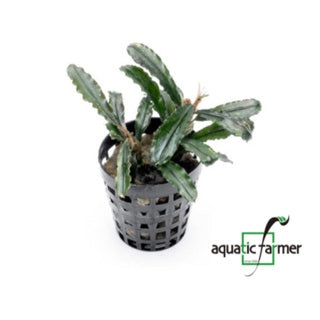[SG READY STOCKS Live Aquatic Plant] Bucephalandra (Assorted species) Potted by Aquatic Farmer