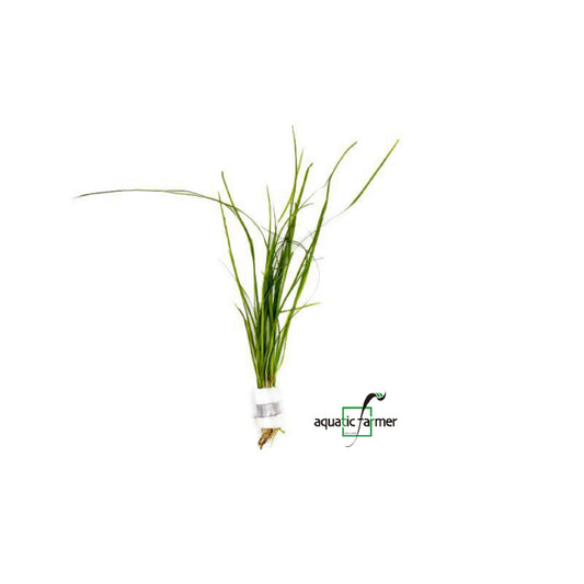 [SG READY STOCKS Live Aquatic Plant] Vallisneria nana in Lead Bunch by Aquatic Farmer