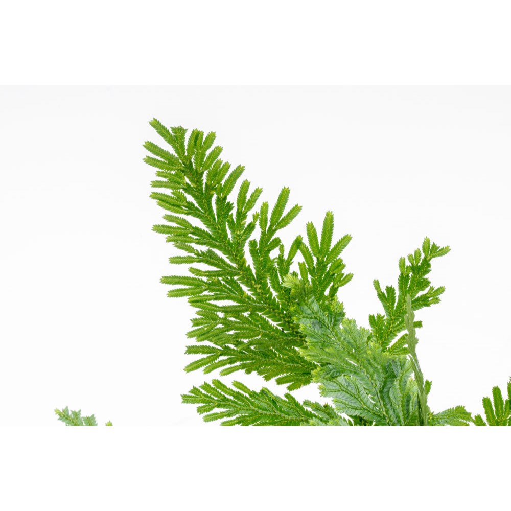 [SG READY STOCKS Live Terrarium Plant] Selaginella willdenowii Potted by Aquatic Farmer