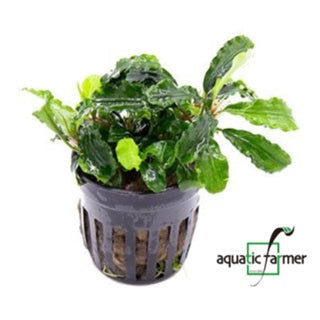 [SG READY STOCKS Live Aquatic Plant] Bucephalandra (Assorted species) Potted by Aquatic Farmer