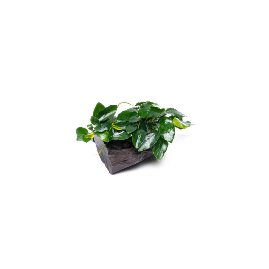 [SG READY STOCKS Live Aquatic Plant] Anubias Nana by Aquatic Farmer