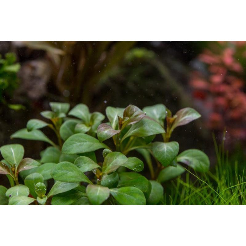 [SG READY STOCKS Live Aquatic Plant] Ludwigia Dark Orange in Lead Bunch by Aquatic Farmer