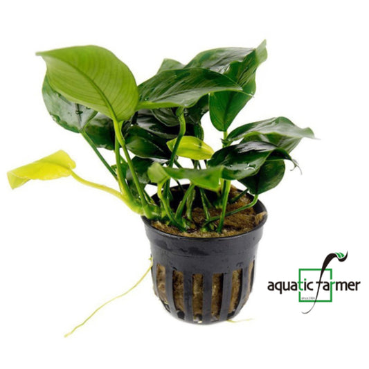 [SG READY STOCKS Live Aquatic Plant] Anubias Nana by Aquatic Farmer