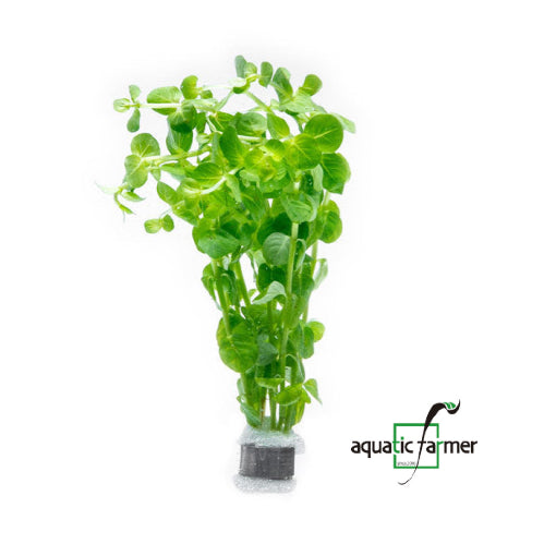 [SG READY STOCKS Live Aquatic Plant] Rotala rotundifolia 'Green' in Lead Bunch by Aquatic Farmer