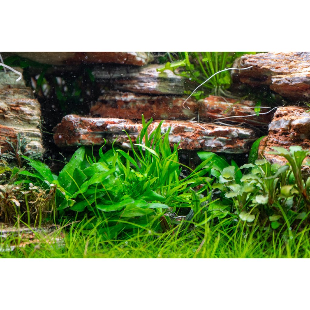 [SG READY STOCKS Live Aquatic Plant] Cryptocoryne lucens Potted by Aquatic Farmer