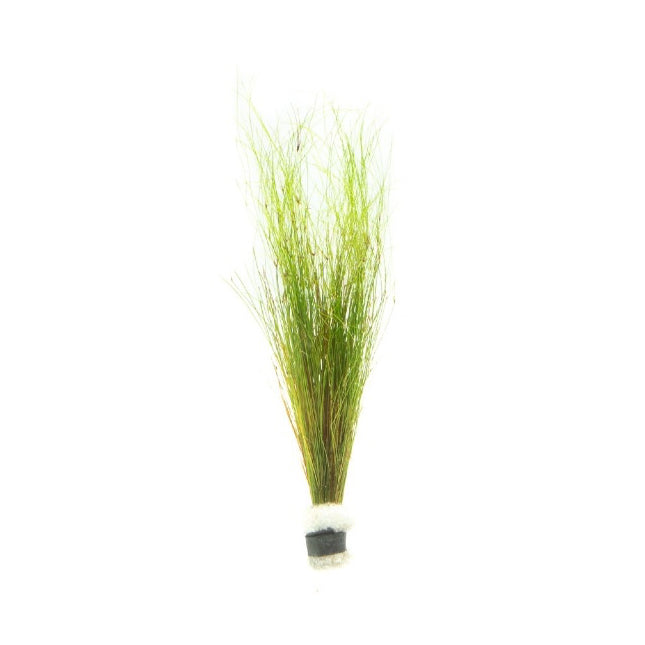 [SG READY STOCKS Live Aquatic Plant] Hairgrass in Lead Bunch by Aquatic Farmer