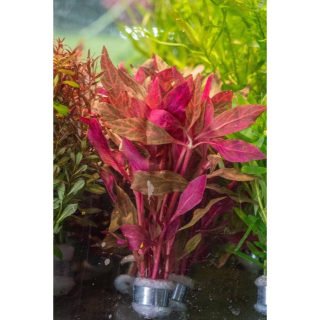[SG READY STOCKS Live Aquatic Plant] Alternanthera reineckii 'Rosaefolia'in Lead bunch by Aquatic Farmer