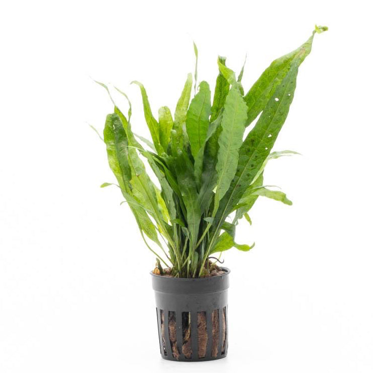 [SG READY STOCKS Live Aquatic Plant] Java fern “Narrow Leaf” by Aquatic Farmer