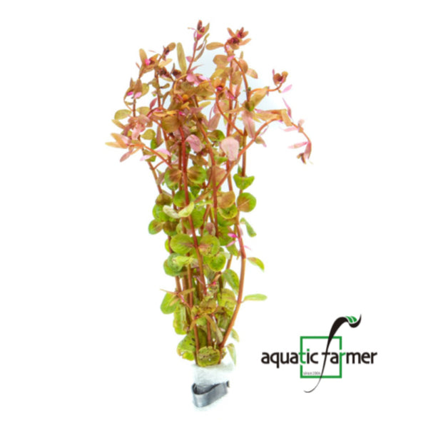[SG READY STOCKS Live Aquatic Plant] Rotala rotundifolia in Lead Bunch by Aquatic Farmer