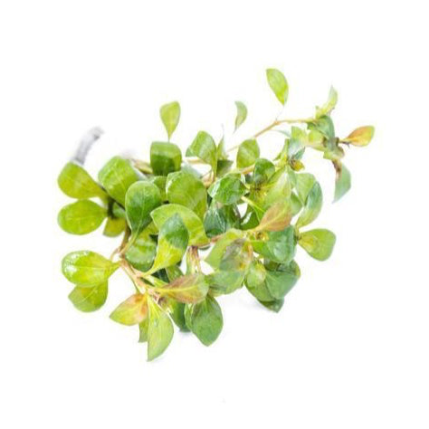 [SG READY STOCKS Live Aquatic Plant] Ludwigia Dark Orange in Lead Bunch by Aquatic Farmer