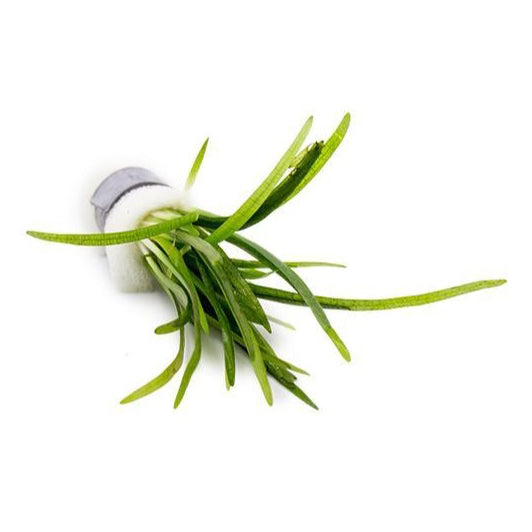 [SG READY STOCKS Live Aquatic Plant] Sagittaria subulata in lead bunch by Aquatic Farmer