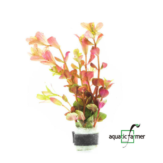 [SG READY STOCKS Live Aquatic Plant] Rotala Orange Juice in Lead Bunch by Aquatic Farmer