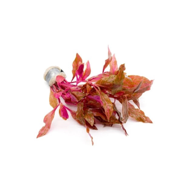 [SG READY STOCKS Live Aquatic Plant] Alternanthera reineckii 'Rosaefolia'in Lead bunch by Aquatic Farmer