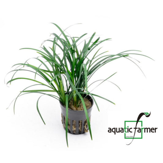 [SG READY STOCKS Live Terrarium Plant] Ophiopogon potted by Aquatic Farmer